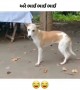 જોયો કે નાય આ કૂતરાનો ડાંસ