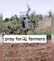 તીડના હુમલાથી પ્રભાવિત થયેલા ખેડૂતો માટે પ્રાર્થના કરજો